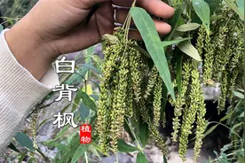 “白背枫”农村常见，它的根、叶、花皆有妙用！是好东西值得认识视频封面