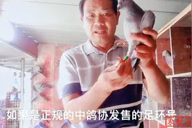 一个足环号却有好几个鸽主是怎么回事？农村大叔为你揭开其中奥秘视频封面