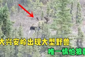 大兴安岭出现大型野兽，体重1吨比犀牛还高，唯一惧怕遇到狼群