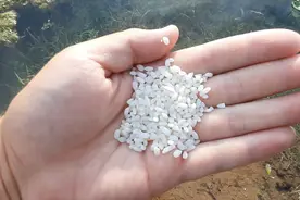 在各种鱼饵香料面前，用单纯的酒泡米钓鱼打窝是否还有效果视频封面