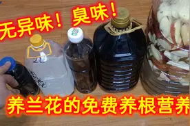 捡到1袋烂苹果，做成微生物养根营养液，把兰花年年养开花！视频封面