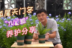 办公室适合养什么绿植？看看这种狐尾天门冬，养护简单还开花。视频封面