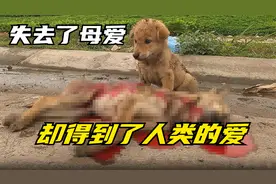 狗妈妈为找食物惨遭车祸宝宝流泪求援，遇见救援者就像遇见救星视频封面