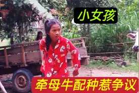 爸妈不在家，小女孩牵母牛去配种惹争议，镜头记录全过程