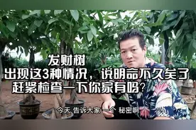 发财树出现这3种情况，说明命不久矣了，赶紧检查一下你家有吗？视频封面