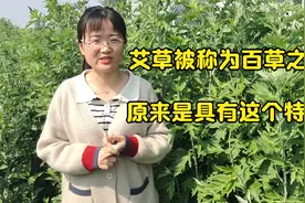你见过这么高的艾草吗 它为什么被称为百草之王 原来浑身都是宝视频封面