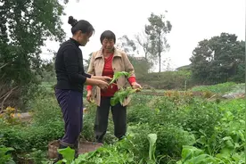 三嬢又开始规划菜园子种蔬菜了，地里秧苗长得太好邻居看了都羡慕视频封面