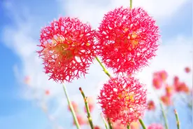 中国科学院吐鲁番沙漠植物园宣传片视频封面