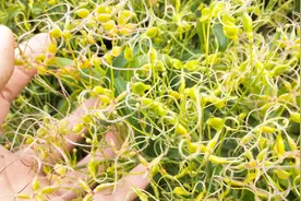 铁线莲，祛风除湿植物，对“关节疼痛、风湿性关节炎”有帮助！