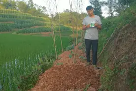 农村：小白菜一年四季都可以种，又嫩又好吃，一起去看看视频封面