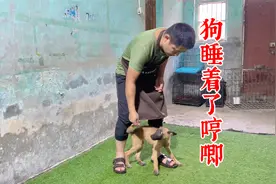 你们的狗睡着了会哼唧吗？狗睡着了哼唧要叫醒吗？看训犬师的解答