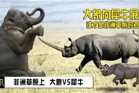 大象VS犀牛，大象向犀牛展示谁才是老大视频封面