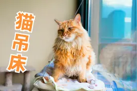 给猫咪网购个窗库吸盘吊床，猫见后直呼：这能撑得住我这体型？