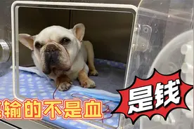 狗狗得了肾衰和胰腺炎，一天的治疗费用就要上千，我真的不想放弃视频封面