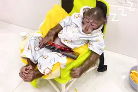小猴模仿人类睡前日常！躺着玩手机的样子简直一模一样！视频封面