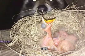 一只浣熊在午夜时分，偷偷摸摸爬到了旅鸫的巢穴，它要干嘛？视频封面