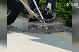 广东深圳：2米长眼镜王蛇窜入居民小区视频封面