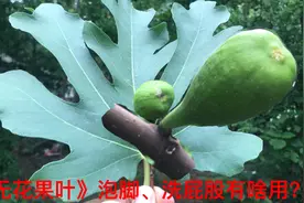 “无花果叶”是个宝，农民拿它煮水泡脚，又洗屁股，看下有啥用！视频封面