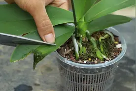 蝴蝶兰叶片烂了，什么原因？怎样处理？视频封面