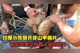 印度小伙发现穿山甲，强行掰开它的鳞片，结果让所有人感到意外！视频封面
