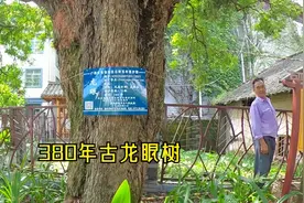 柳州环江村龙眼节，六百棵百年古树果实累累，带你逛逛古龙眼树林视频封面