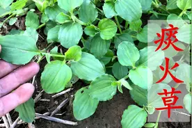 鸭跖草又称“痰火草”煮水，好多人不知它的价值？遇见记得摘回家