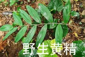 “黄精”人工种植与野生区别在哪里？看挖的环境就能判断出来视频封面