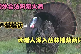 国外合法狩猎，两猎人深入丛林，成功捕获两只火鸡视频封面
