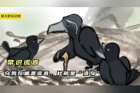 乌鸦反哺是谎言，杜鹃是渣鸟，究竟为何？视频封面