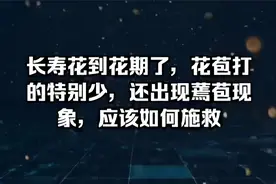 长寿花到花期了，花苞打的特别少，还出现蔫苞现象，应该如何施救视频封面