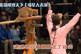 日本女孩把猫驯得像狗一样听话，表演杂技震惊全场，她怎么做到的