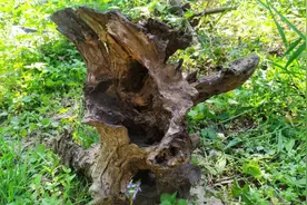 今天尝试用枯木栽种兰花，感觉效果不错视频封面