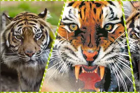 世界上最凶猛的3种“猛虎”，东北虎和孟加拉虎谁更厉害？视频封面