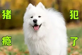 萨摩耶猪瘾犯了，跑进消防队，狂炫24根火腿肠视频封面