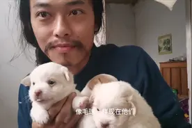 小奶狗25天大了，非常可爱，可是大狗为什么都不敢靠近