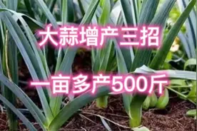 大蒜生长中施好三种肥，蒜头大产量高，一亩多产500斤不费劲视频封面