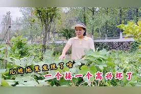 农村媳妇地里干活，在草丛里意外发现了啥？一个接一个高兴坏了视频封面