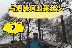 乌鸦为啥越来越少？它曾在农业生产中立下功劳视频封面