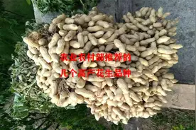 农业农村部推荐的几个花生品种，抗性好产量高，今年首选种植视频封面