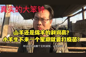山羊还是绵羊利润高，小羊出生拉黄痢怎么回事，湖羊适合跑山吗？