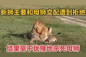 新狮王强行要和母狮交配遭到拒绝，没想竟毫不犹豫的杀死母狮！视频封面