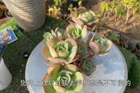 多肉想要出状态，记住4个“要求”，只要做到，就能养出漂亮颜色视频封面