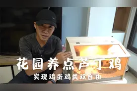花园养点芦丁鸡，实现鸡蛋肥料双自由，闻着花香听着鸡叫好惬意