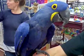 市价一只10万美刀的蓝紫金刚鹦鹉的日常