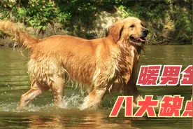 养犬必看，“大暖男”金毛究竟有哪些缺点？别等养了才知道！视频封面