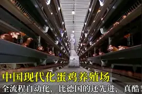 中国现代化蛋鸡养殖场，全流程自动化，比德国的还先进，真酷！视频封面