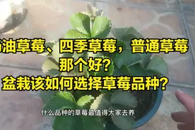 “奶油草莓”和普通草莓有什么区别？新手盆栽如何选择草莓品种？视频封面
