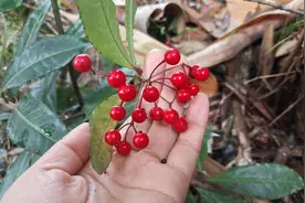 在山上发现野生富贵籽，果实红艳艳，挖回家种上，又是美美的盆栽视频封面