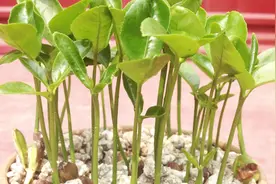 柚子吃完剩下的种子不要丢，教你简单处理一下，制作柚子小盆栽