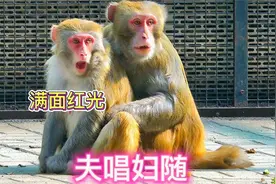 猴王见到漂亮母猴就会主动出击，为了追求“美女”甘愿当护花使者视频封面
